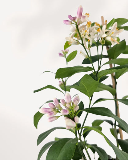 Citrus Meyer Lemon Mygreenscape | Buy Plants Online