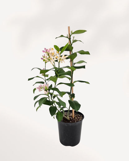 Citrus Meyer Lemon Mygreenscape | Buy Plants Online