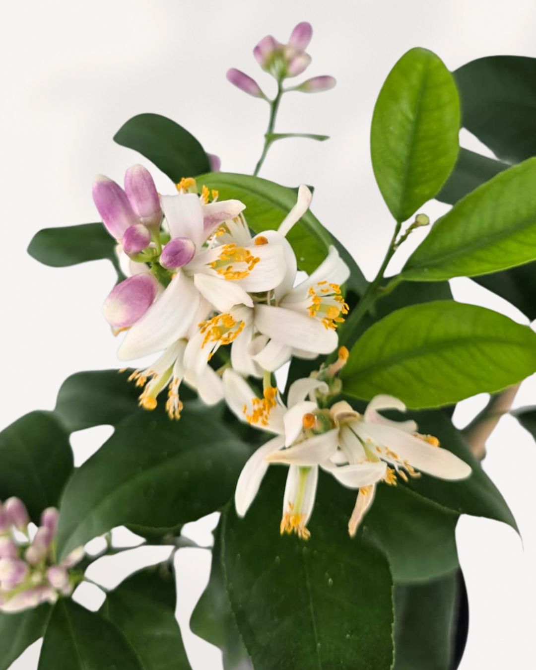 Citrus Meyer Lemon Mygreenscape | Buy Plants Online