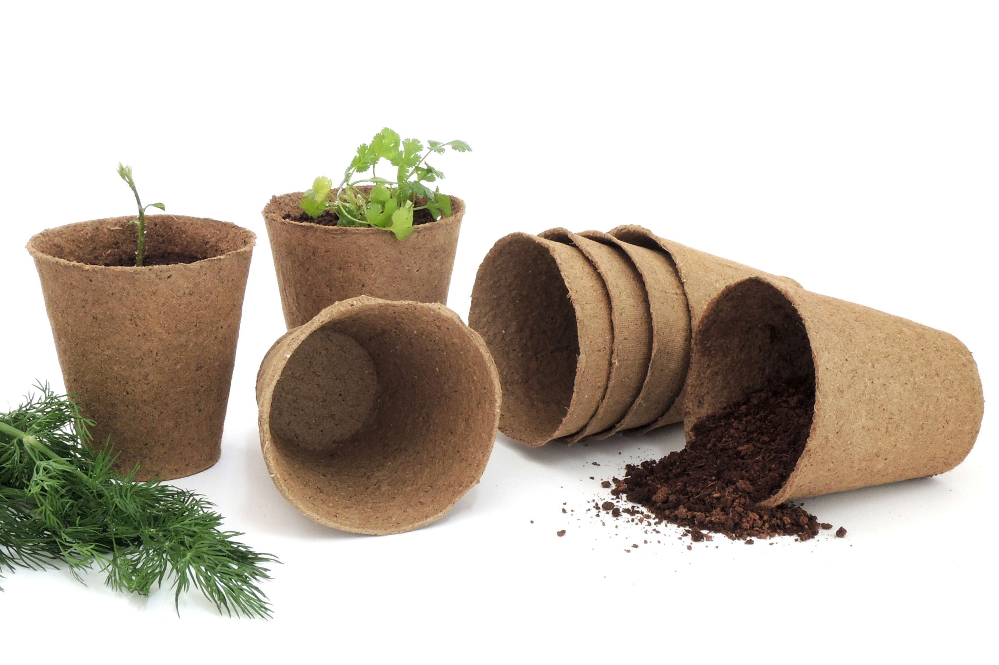 4" Naked Pots | Plantable Seed Starter Pots - Organic & Biodegradable Daniel's Plants