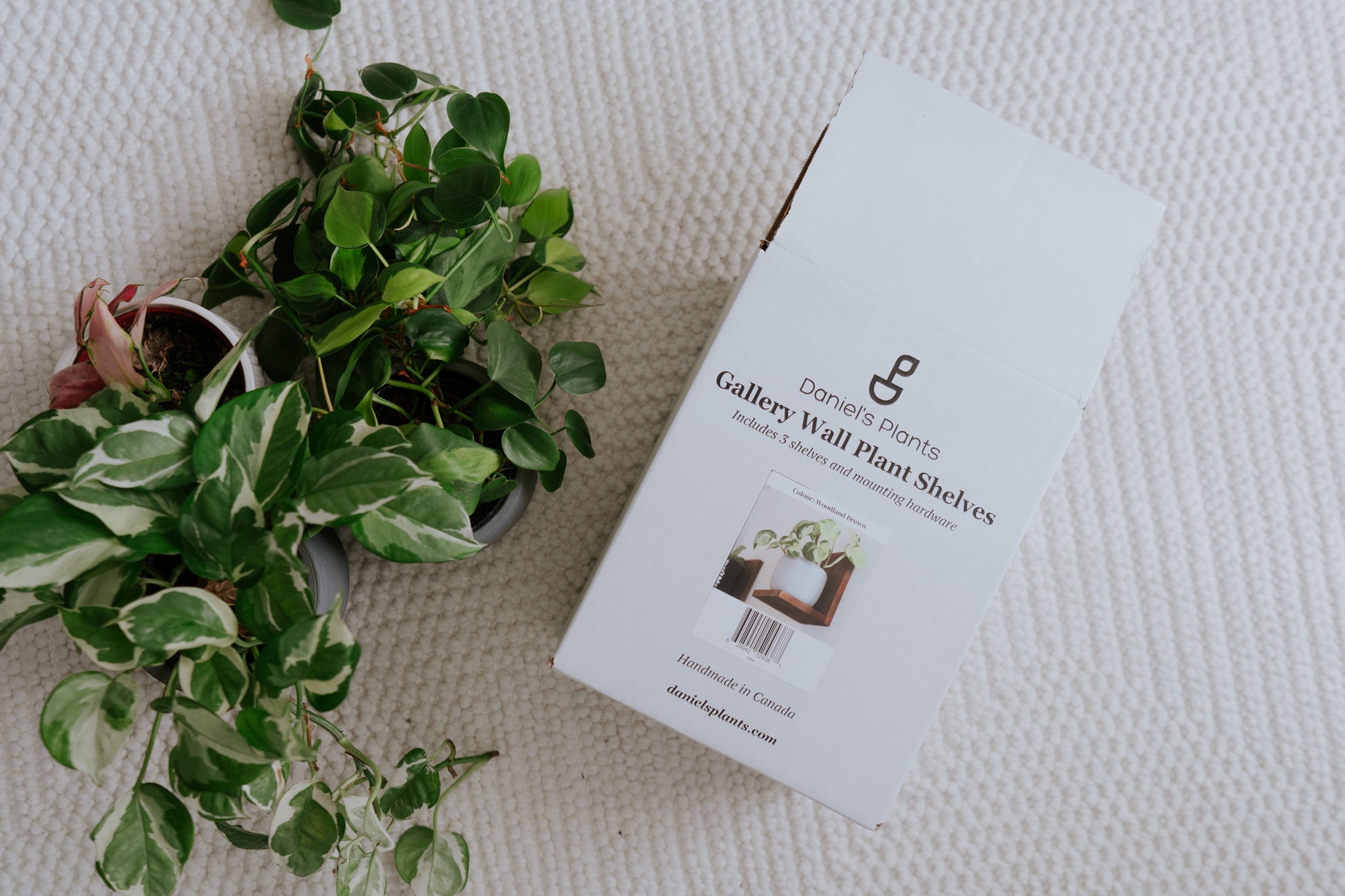 Wall Mounted Solid Wood Gallery Wall Plant Shelf — Woodland Brown (3 pack) Daniel's Plants