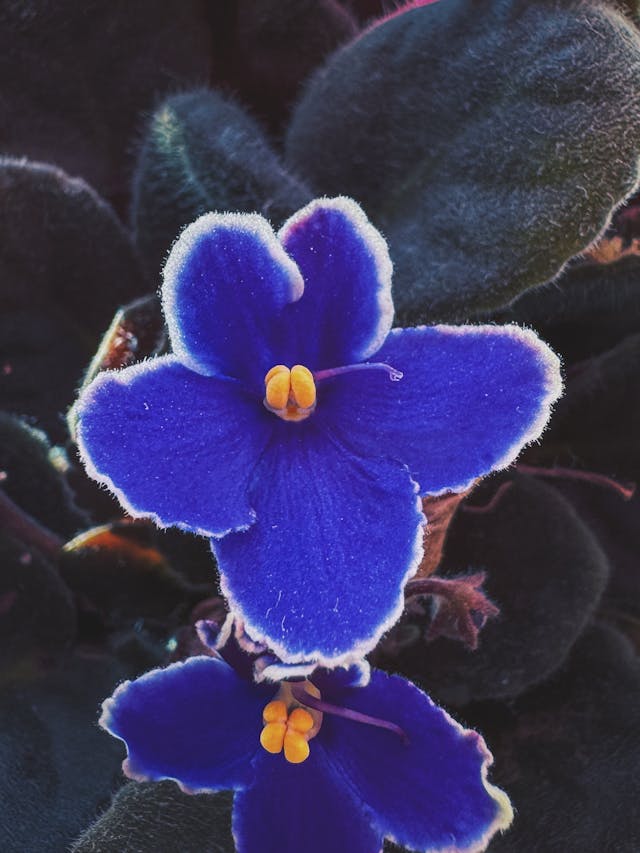 Une fleur de violette au coeur jaune