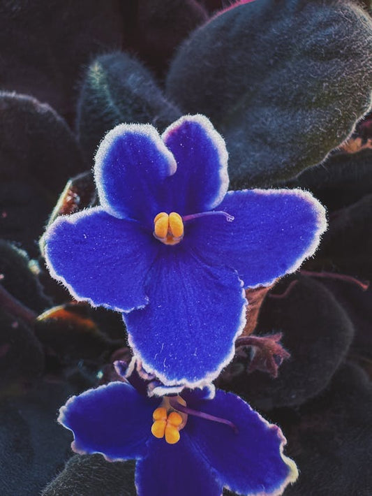Fred T. Lizer™ - Engrais pour Violettes Africaines