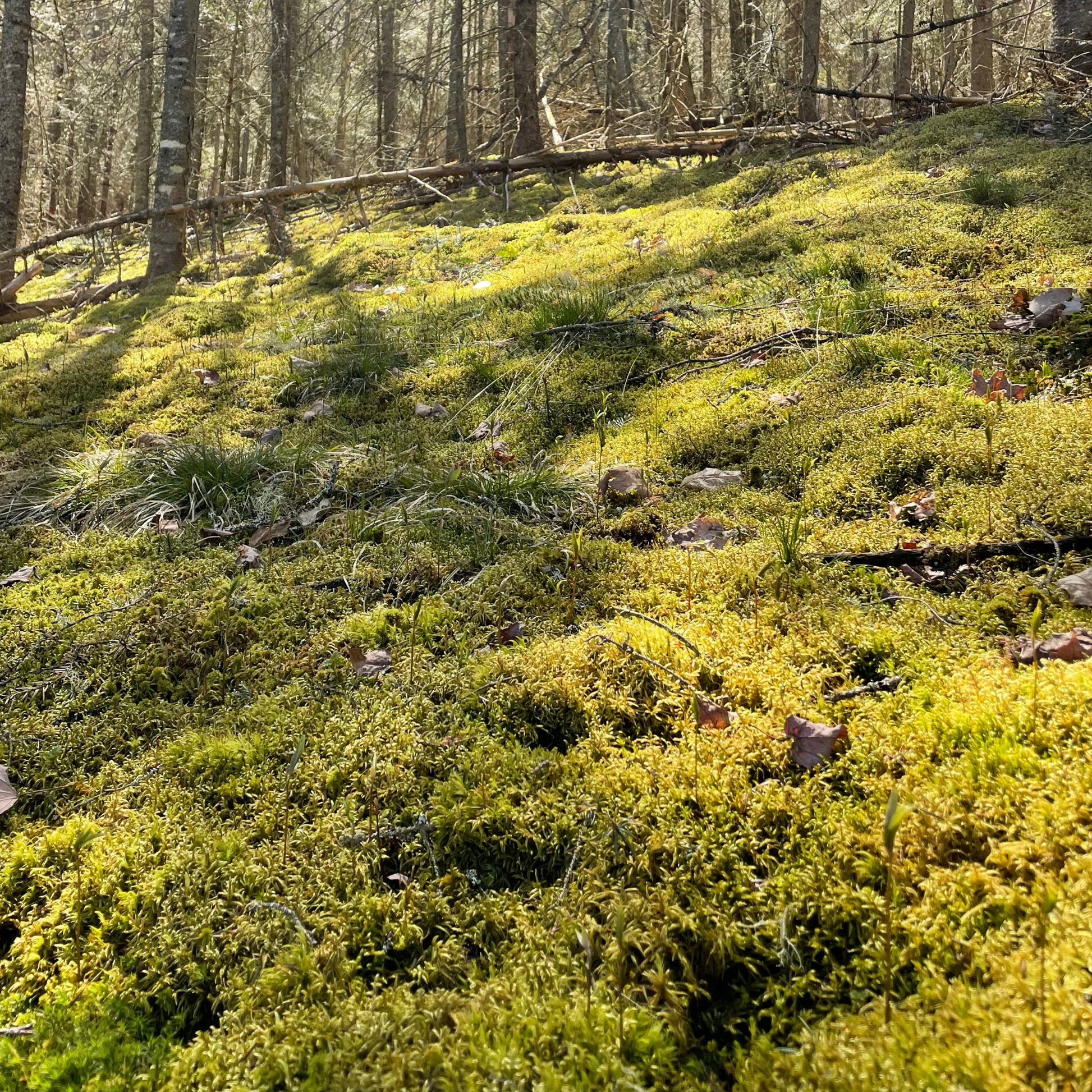 Natural Canadian Forest Moss - Revita-Moss (Pleurozium schreberi) Mossify