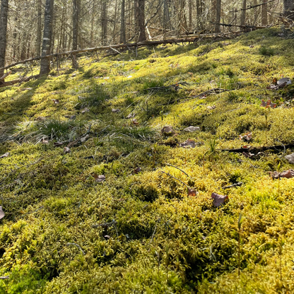 Natural Canadian Forest Moss - Revita-Moss (Pleurozium schreberi) Mossify