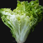 Greek Frisee Endive Metchosin Farm