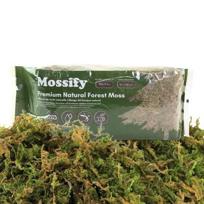 Premium Natural Forest Moss Mossify