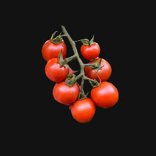 Gardener's Delight Tomato Metchosin Farm