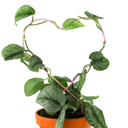 Heart "Give Love" Metal Trellis Mossify