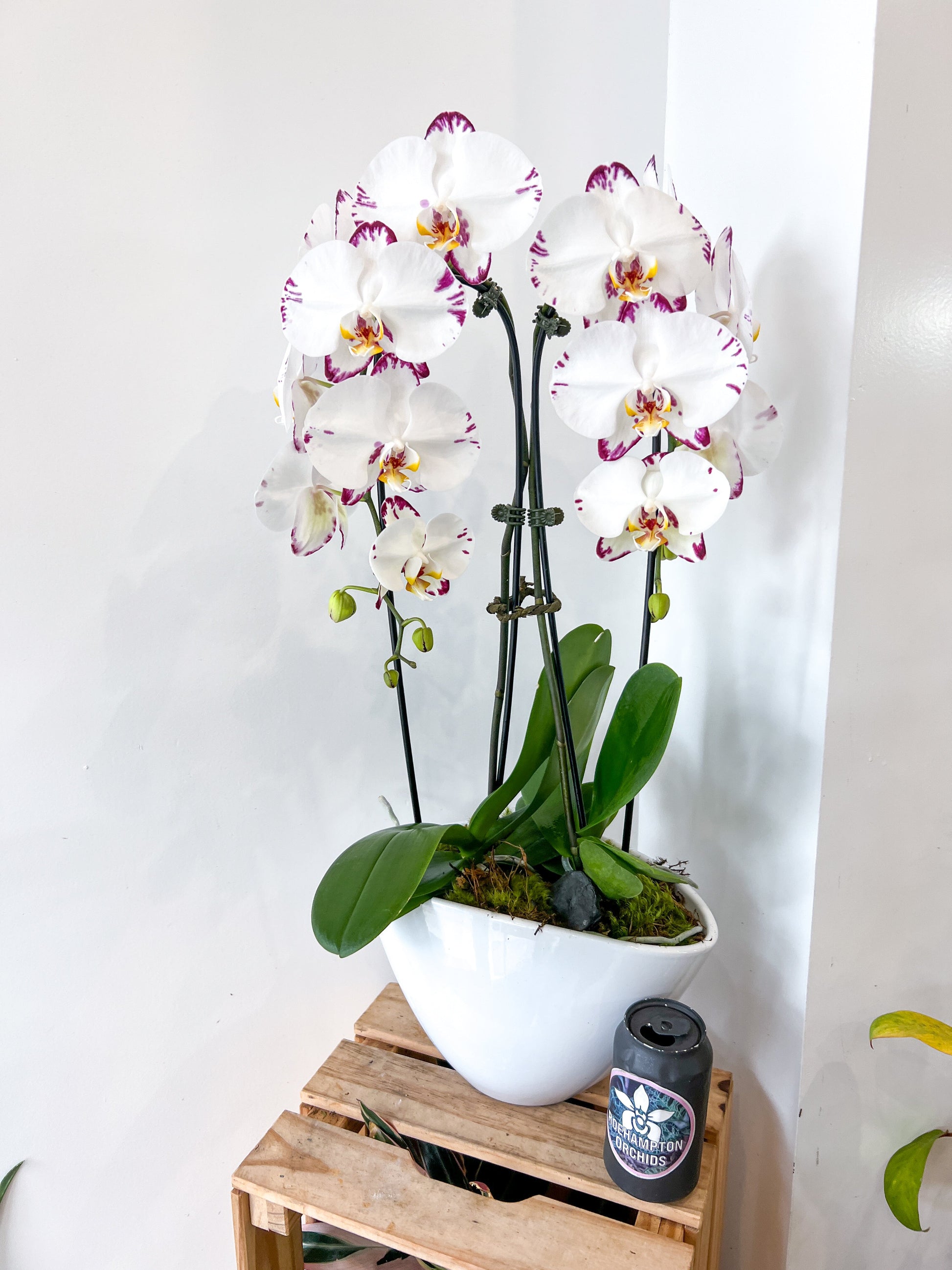 The Heart Opal Boat Roehampton Orchids