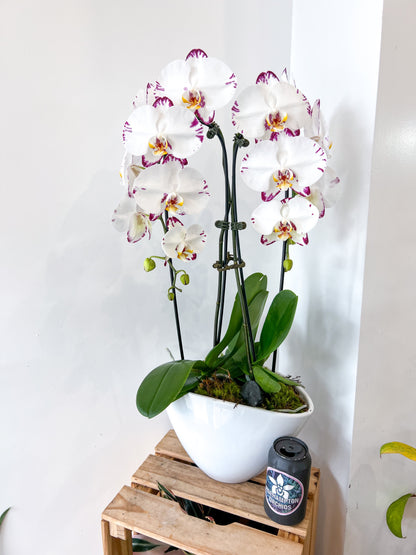 The Heart Opal Boat Roehampton Orchids