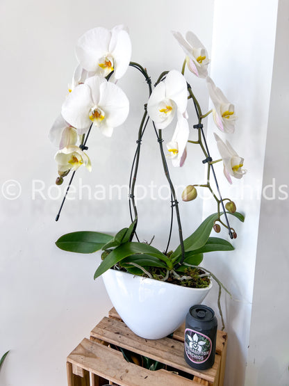 The Heart Opal Boat Roehampton Orchids