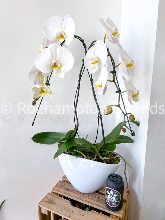 The Heart Opal Boat Roehampton Orchids