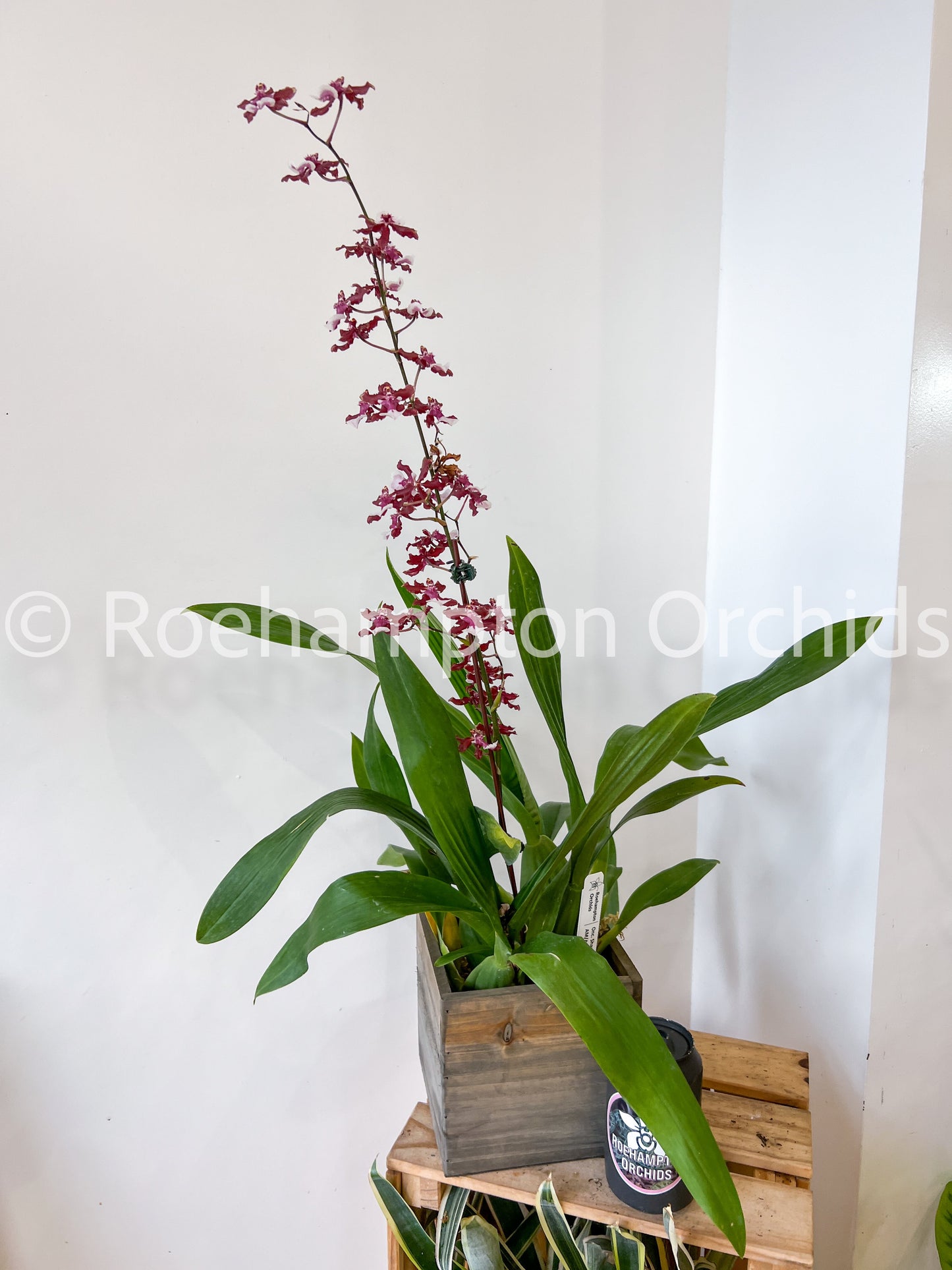 Best in Bloom Oncidium - Seasonal Roehampton Orchids