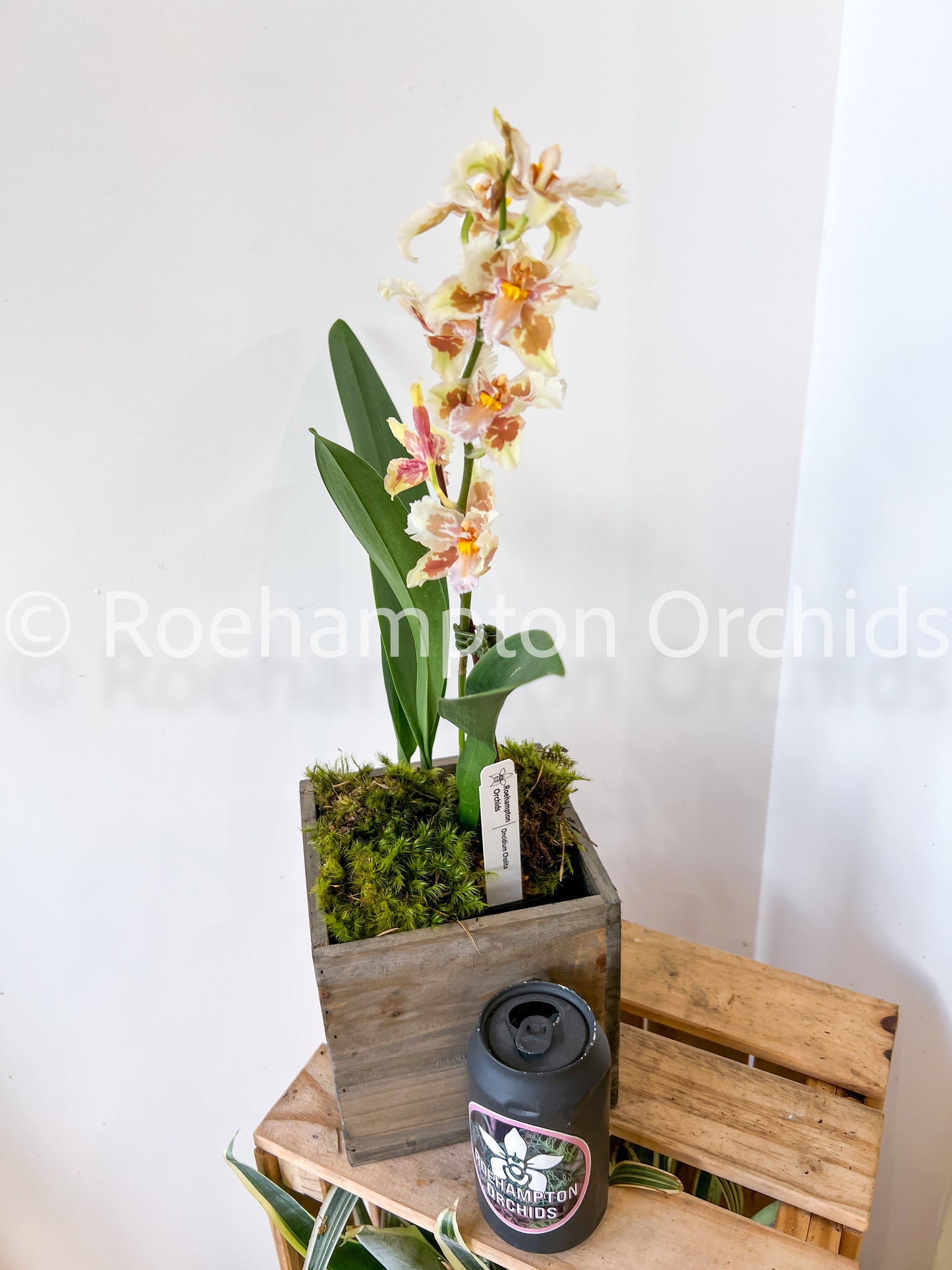 Best in Bloom Oncidium - Seasonal Roehampton Orchids