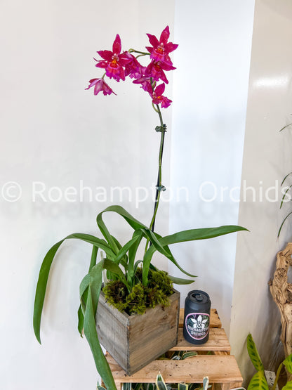 Best in Bloom Oncidium - Seasonal Roehampton Orchids