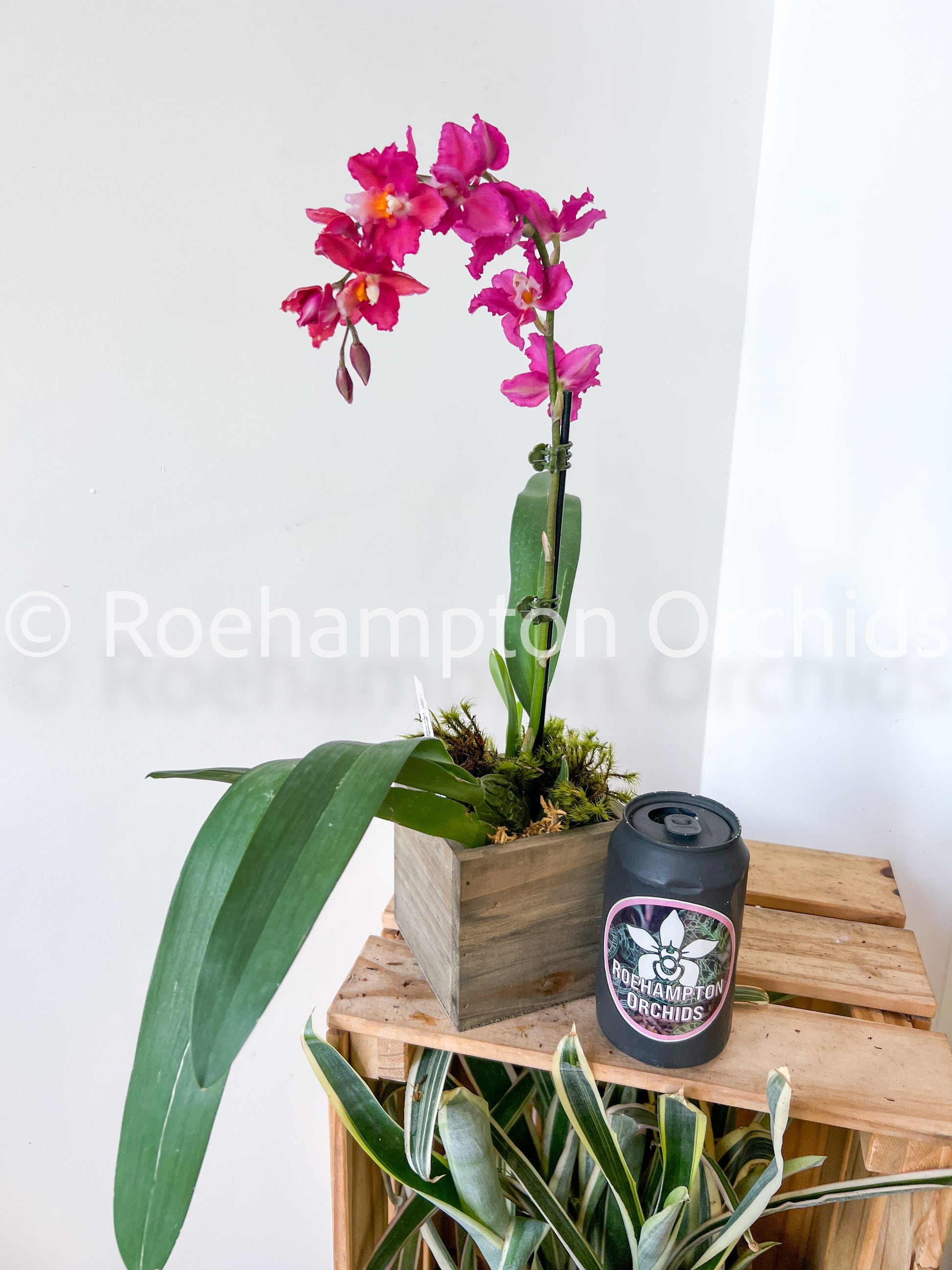 Best in Bloom Oncidium - Seasonal Roehampton Orchids