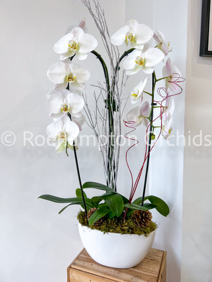 The Heart Opal Boat Roehampton Orchids