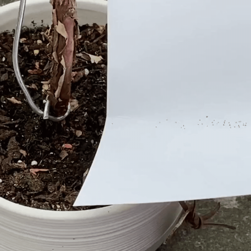 Premium Irish Moss Seeds - Sagina Subulata Seeds Mossify