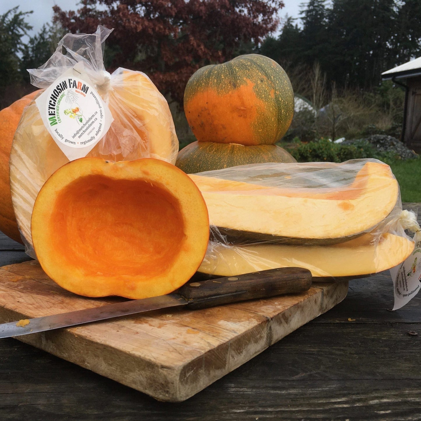 Jack O' Lantern Pumpkin Metchosin Farm
