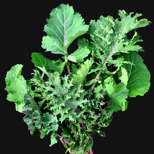 Kale Mix Metchosin Farm