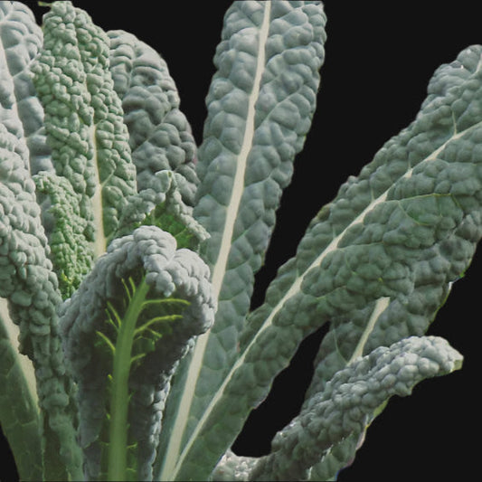 Lacinato Kale Metchosin Farm