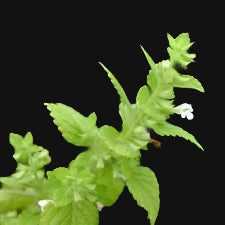 Lemon Balm Rootstock Metchosin Farm