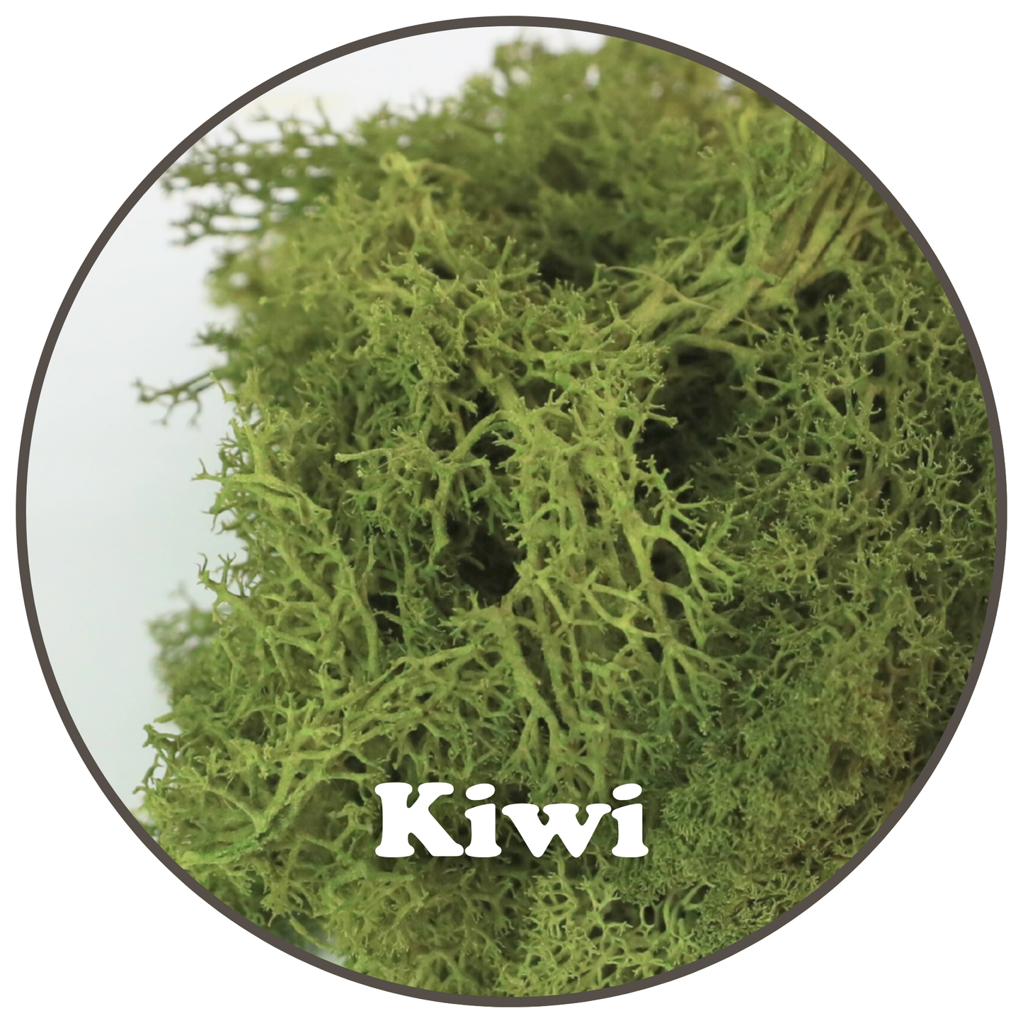 Premium Reindeer Moss Bag (100g & 250g) - NEW! Mossify
