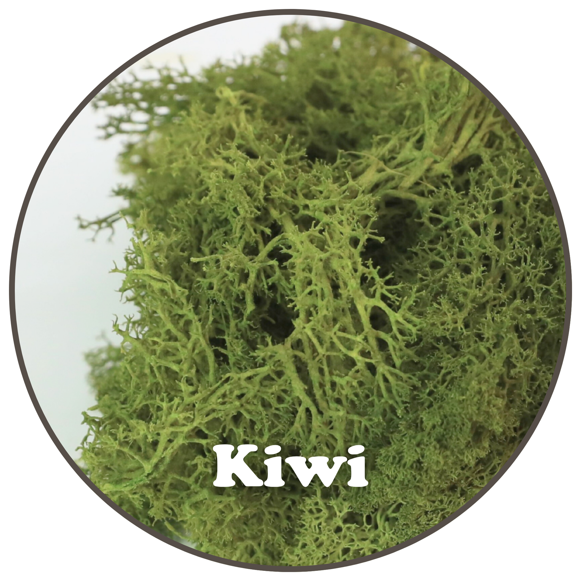 Premium Reindeer Moss Bag (100g & 250g) - NEW! Mossify