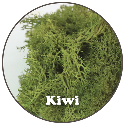 Premium Reindeer Moss Bag (100g & 250g) - NEW! Mossify