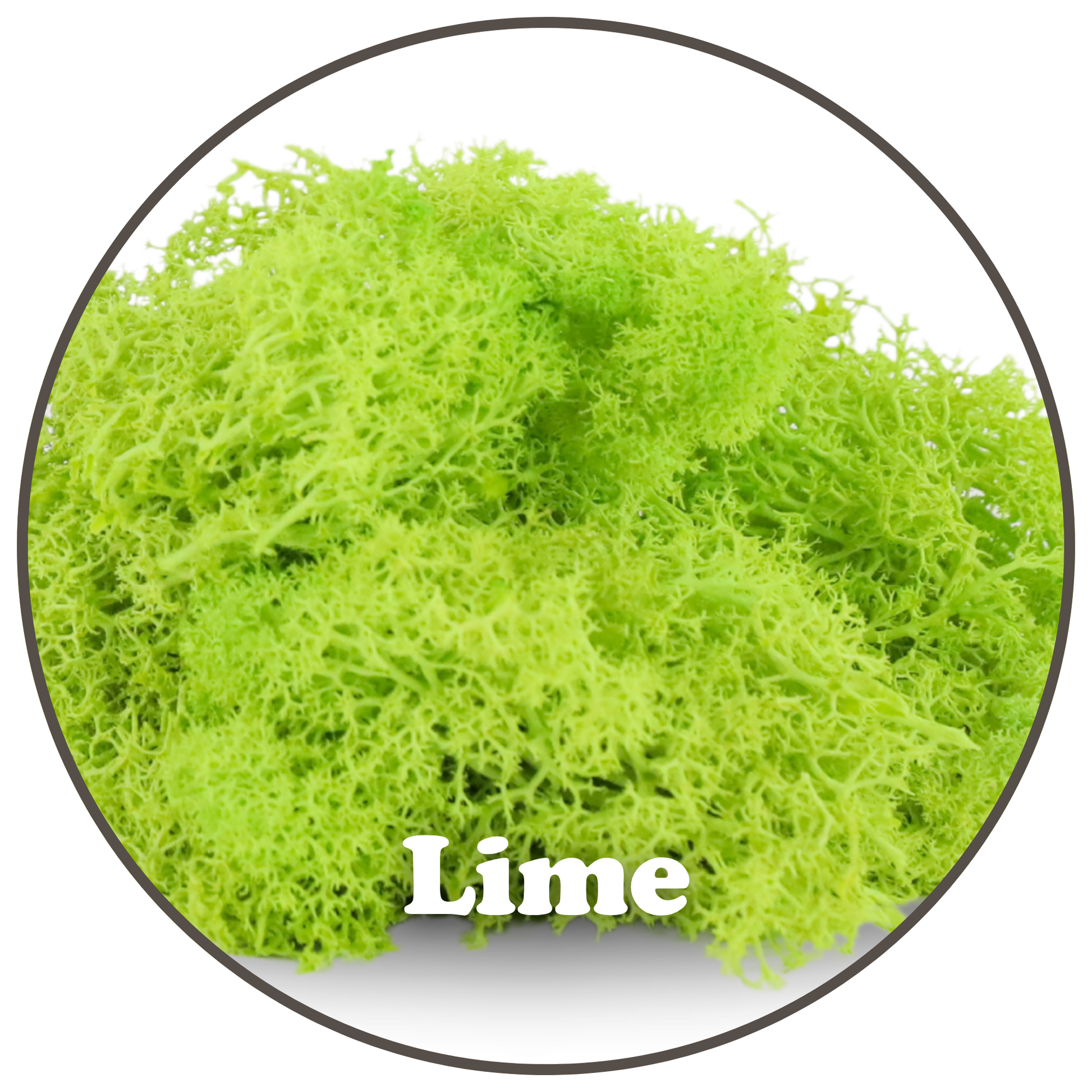 Premium Reindeer Moss Bag (100g & 250g) - NEW! Mossify