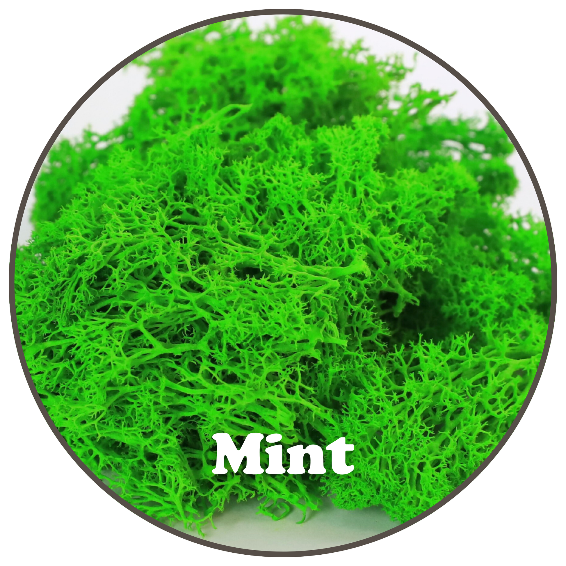 Premium Reindeer Moss Bag (100g & 250g) - NEW! Mossify