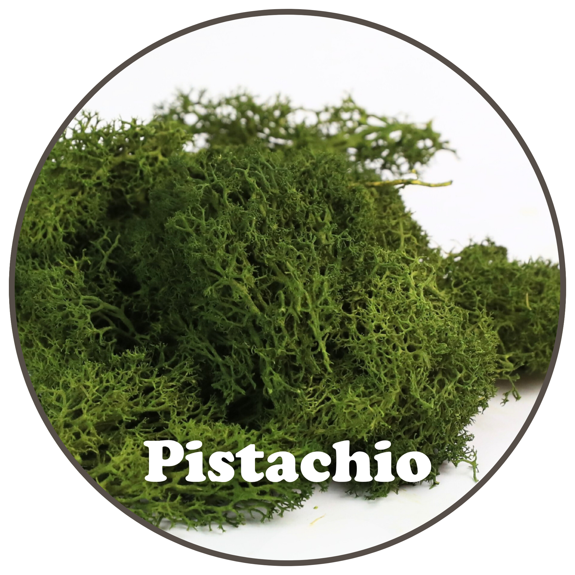 Premium Reindeer Moss Bag (100g & 250g) - NEW! Mossify