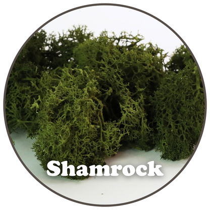 Premium Reindeer Moss Bag (100g & 250g) - NEW! Mossify