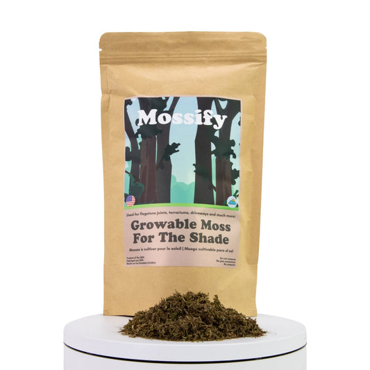 Growable Moss for the Shade Mossify