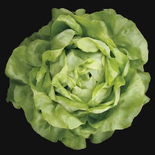 Butterhead Lettuce (Mirla Lettuce) Metchosin Farm