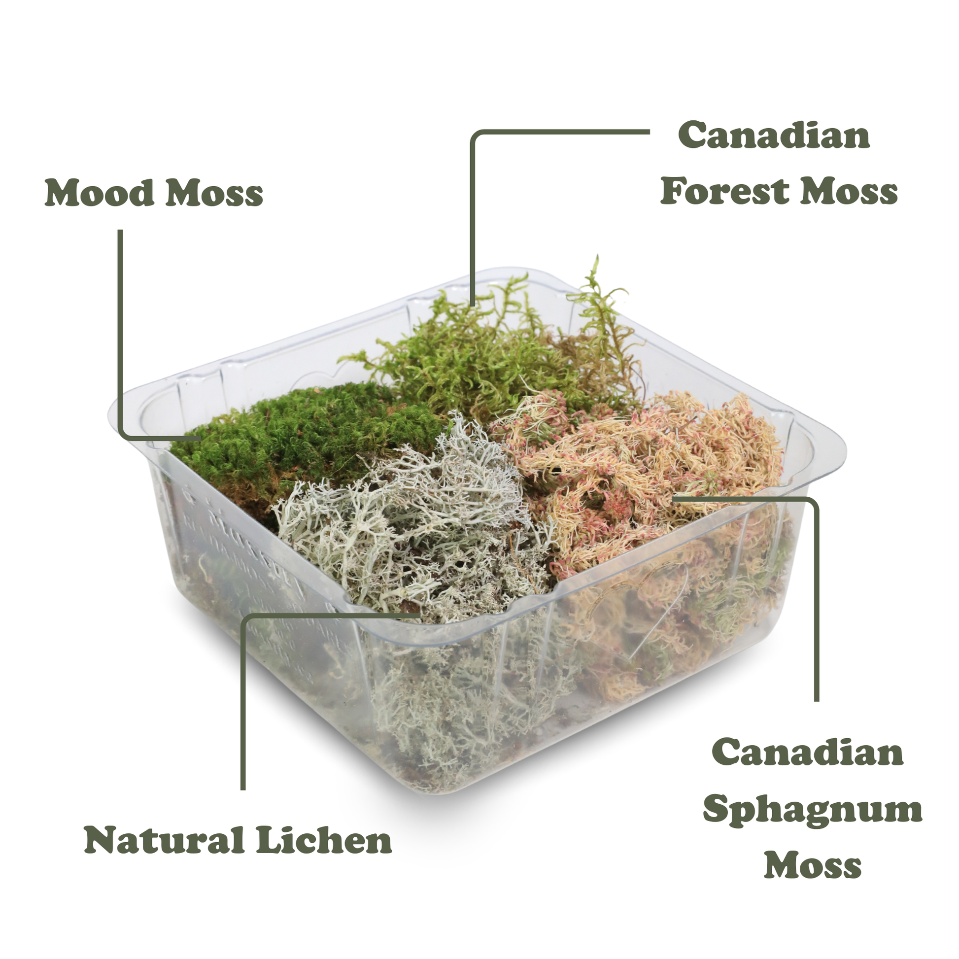 Revita-Moss Mixed Pack Mossify