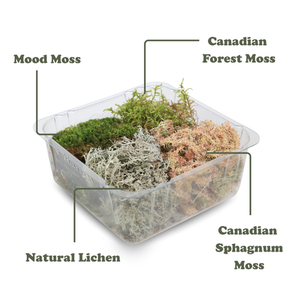 Revita-Moss Mixed Pack Mossify