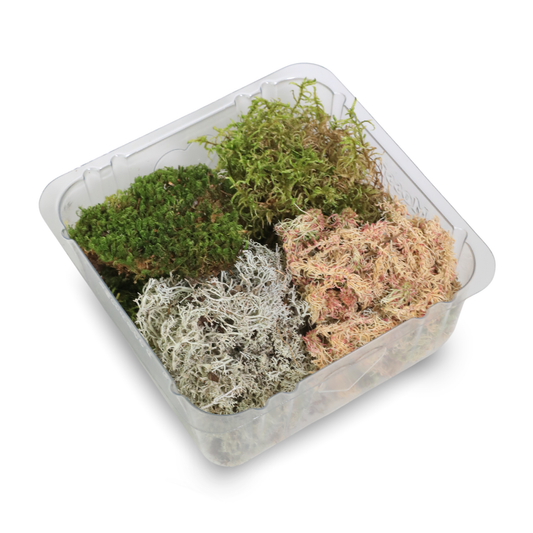 Revita-Moss Mixed Pack Mossify