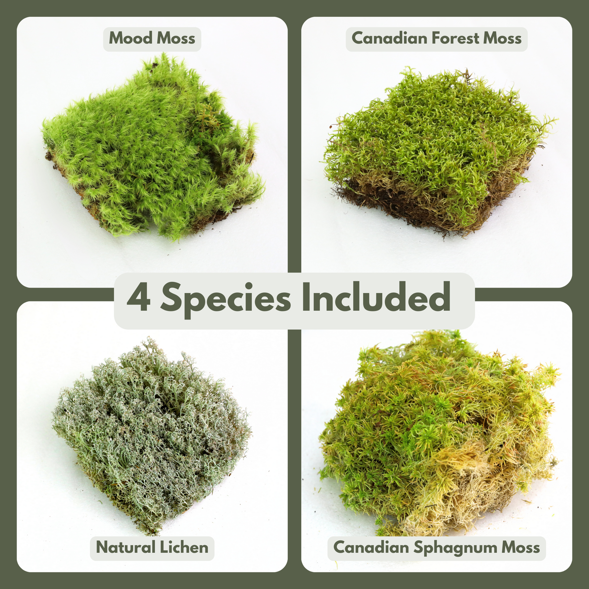 Revita-Moss Mixed Pack Mossify