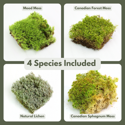 Revita-Moss Mixed Pack Mossify