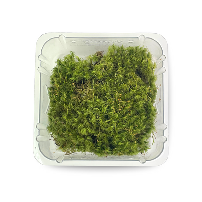 Mood Moss - Revita-Moss (Dicranum) Mossify