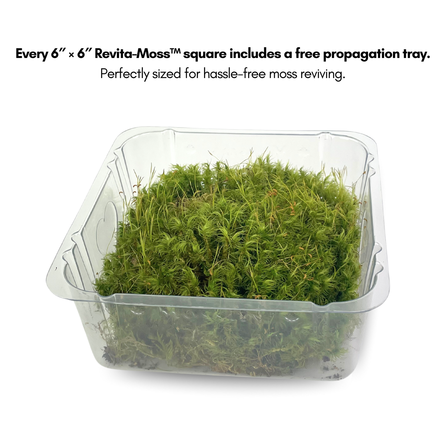 Mood Moss - Revita-Moss (Dicranum) Mossify