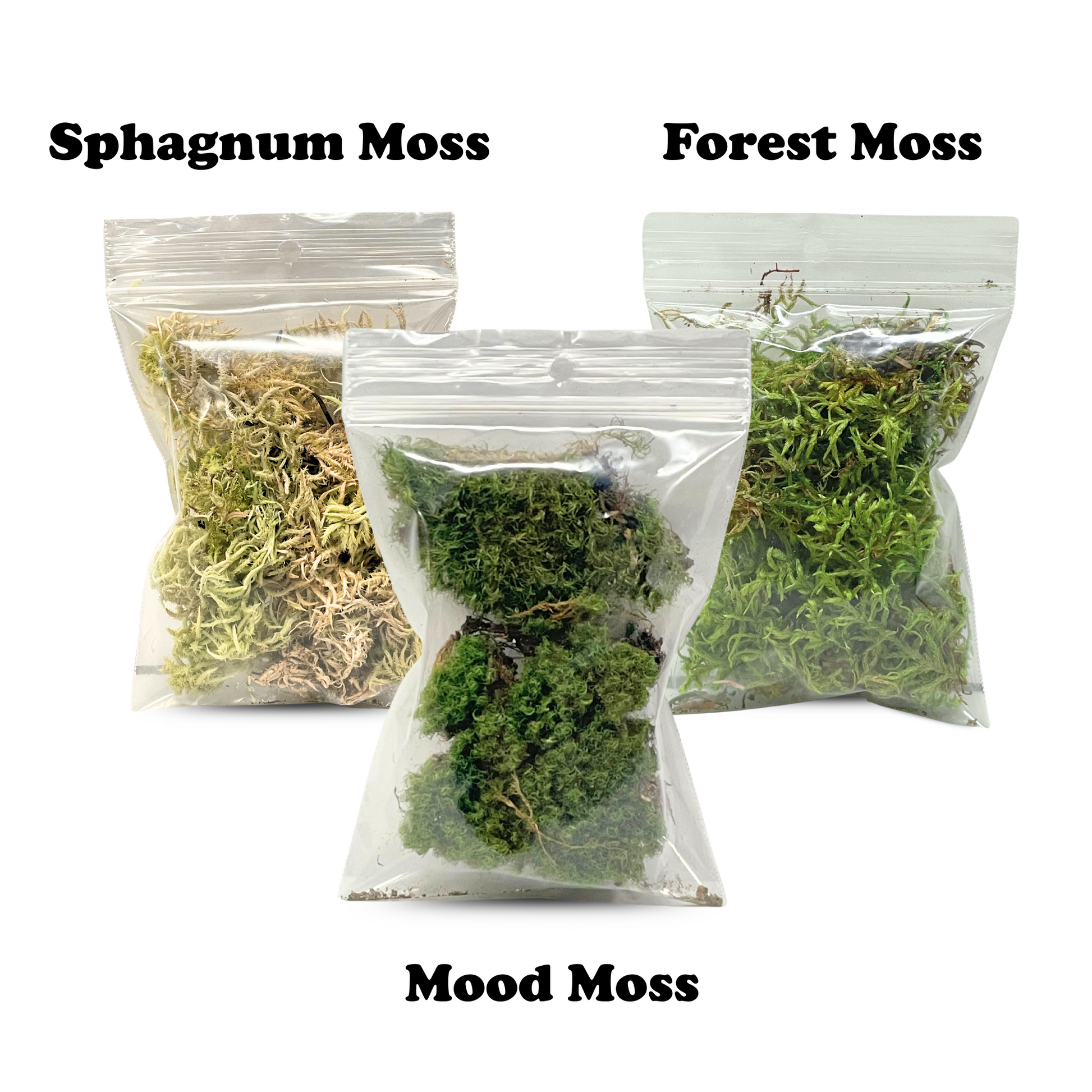 Mossify Terrarium Kit Mossify