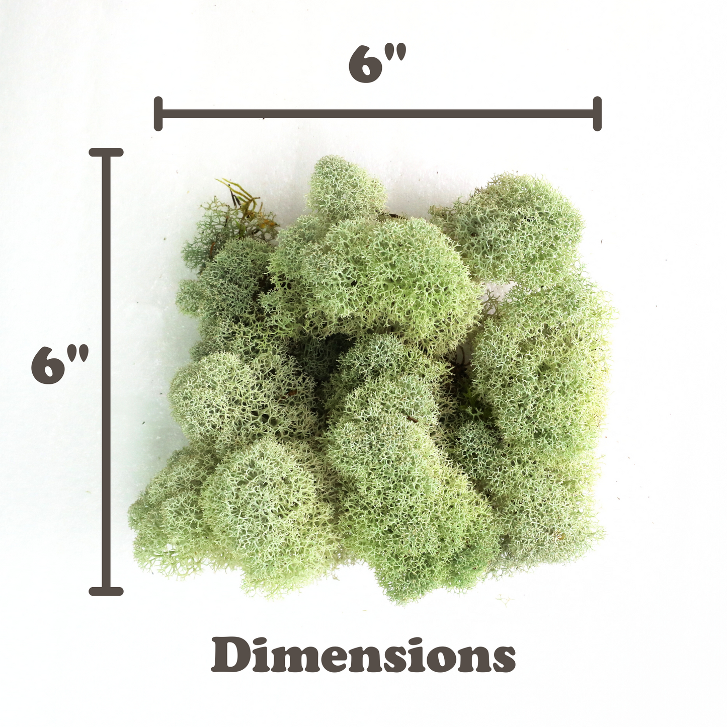 Natural Canadian Reindeer Moss - Revita-Moss Mossify