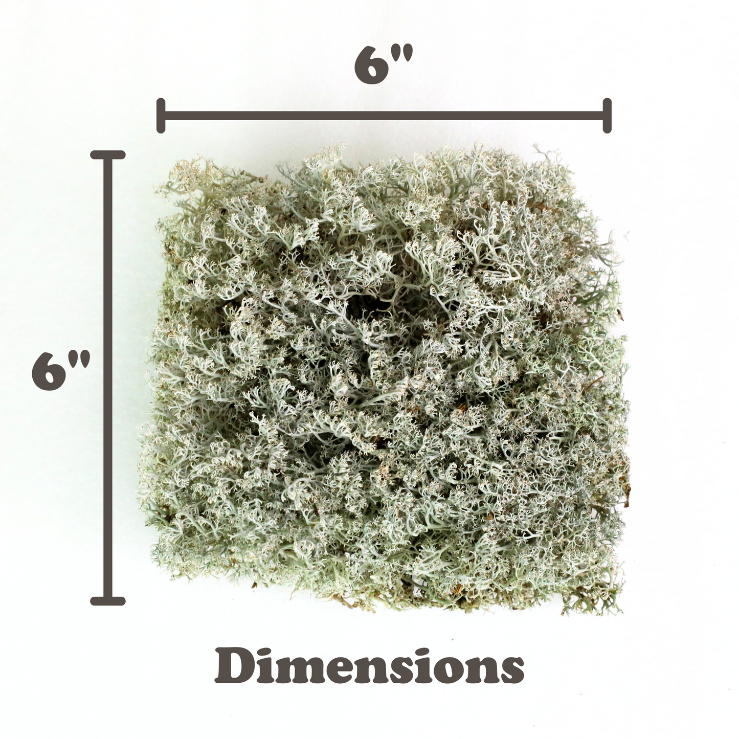 Lichen - Revita-Moss (Cladonia arbuscula) Mossify