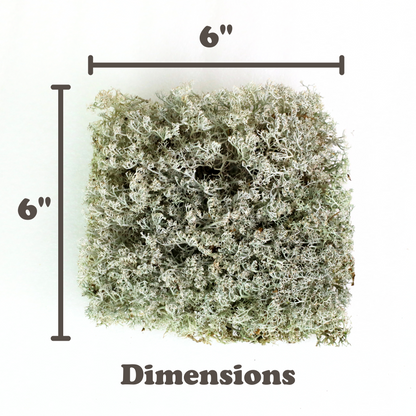 Lichen - Revita-Moss (Cladonia arbuscula) Mossify