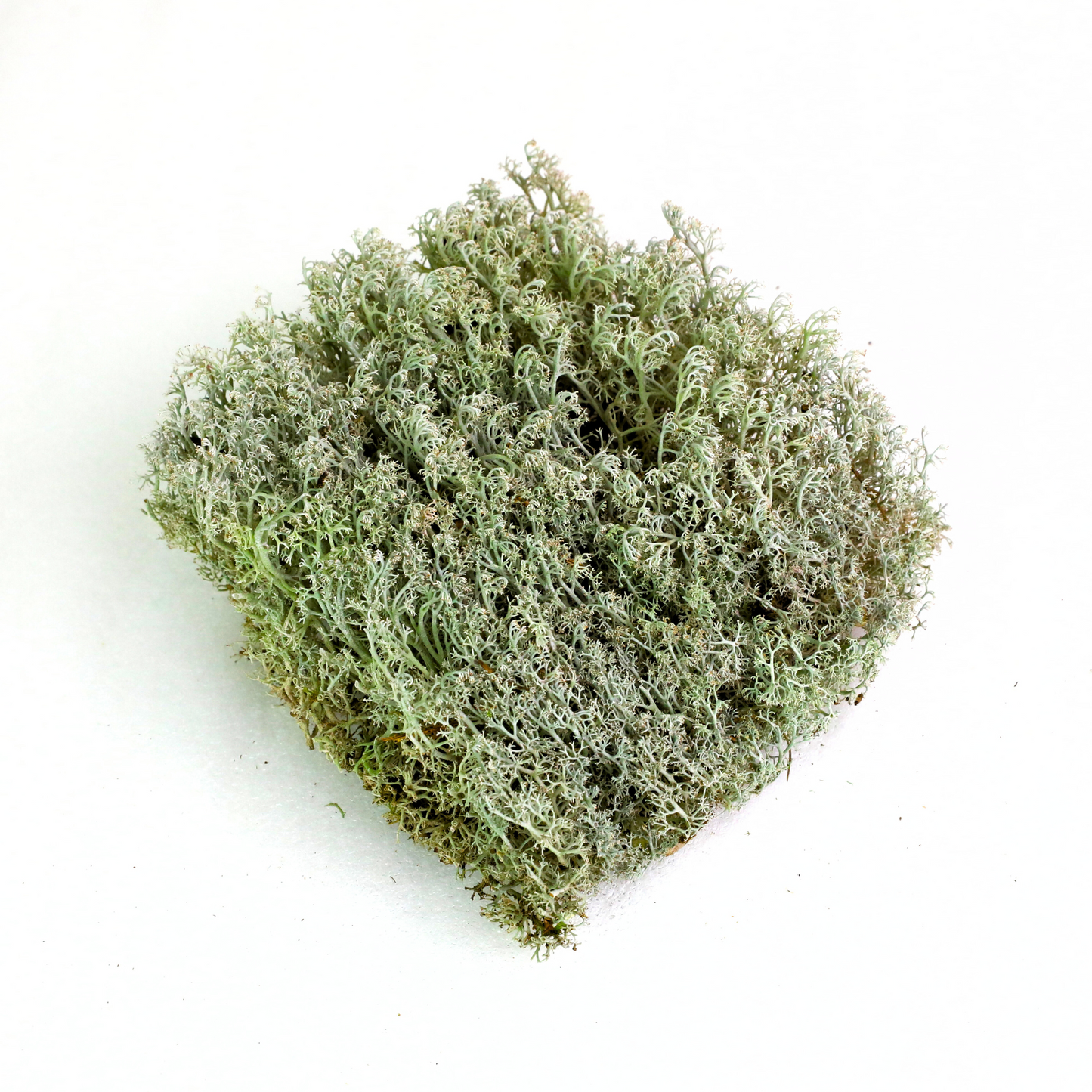 Lichen - Revita-Moss (Cladonia arbuscula) Mossify