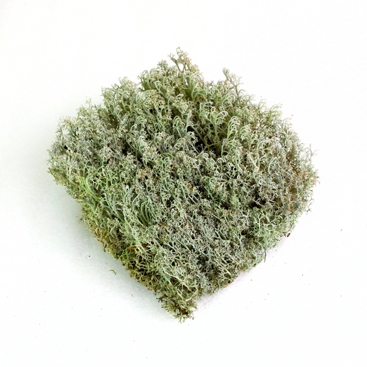 Lichen - Revita-Moss (Cladonia arbuscula) Mossify