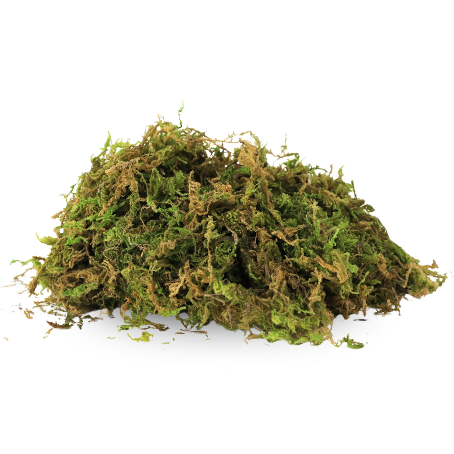 Premium Natural Forest Moss Mossify